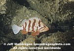 Tiger Rockfish pictures