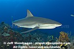 Caribbean Reef Shark images