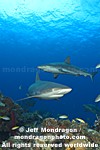 Caribbean Reef Sharks pictures