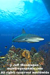 Caribbean Reef Shark pictures