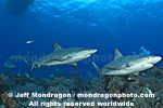 Caribbean Reef Sharks pictures