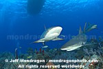 Caribbean Reef Sharks pictures