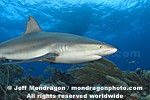 Caribbean Reef Shark pictures