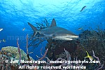 Caribbean Reef Shark photos