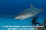 Caribbean Reef Shark photos