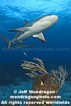 Caribbean Reef Shark images