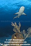 Caribbean Reef Shark images