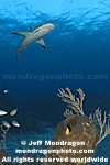 Caribbean Reef Shark photos