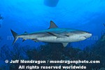 Caribbean Reef Shark pictures