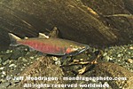Coho Salmon pictures