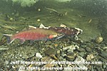Coho Salmon images