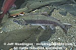Coho Salmon photos
