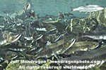 Pink Salmon images