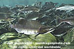 Pink Salmon Spawning pictures
