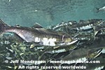 Pink Salmon Spawning images