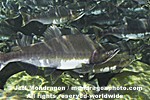 Pink Salmon Spawning images