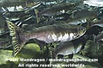 Pink Salmon Spawning photos