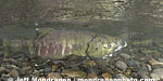 Chum Salmon photos