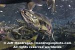 Spawning Chum Salmon images