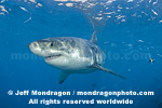 Great White Shark images