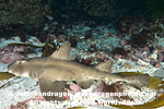 Horn Shark images
