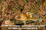 Qullback Rockfish pictures