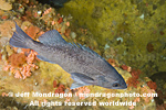 Dark Rockfish photos