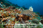 Common lionfish pictures