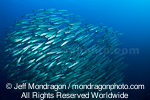 Chevron barracuda pictures