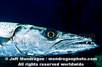Great Barracuda pictures