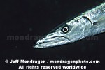 Great Barracuda pictures