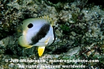 Spotfin Butterflyfish images