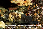 Quillback Rockfish images