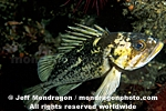 Copper Rockfish images