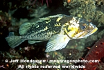 Copper Rockfish photos
