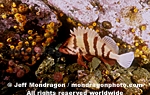Tiger Rockfish pictures