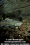 Chinook Salmon pictures