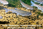 Coho Salmon Parr pictures