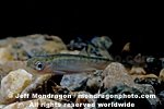 Pink Salmon Fry images