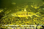 Chum Salmon pictures