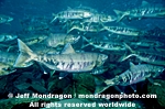 Chum Salmon photos