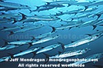 Chevron Barracuda images