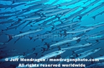 Chevron Barracuda pictures