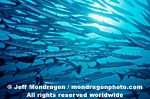 Chevron Barracuda images