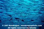Chevron Barracuda images