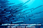 Chevron Barracuda pictures