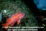 Vermilion Rockfish photos