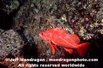 Vermilion Rockfish images