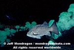 Dusky Rockfish images