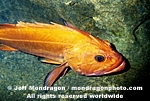 Yelloweye Rockfish pictures